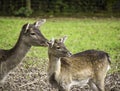 Portrait of a hind and a fawn - cervidae. Royalty Free Stock Photo