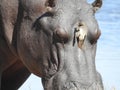 Portrait of a hippo with a bird in the Etosha National park in Namibia, Africa