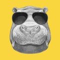 Portrait of Hippo with sunglasses.