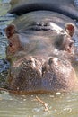 Portrait of a hippopotamus