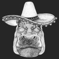 Portrait of hippopotamus, hippo. Sombrero is traditional mexican hat. Mexico. Wild african animal.