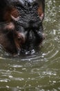 Portrait of Hippopotamus relaxing in water.