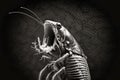 portrait of hissing cockroach waist-high side view, shouts into a megaphone, on a monochrome background