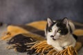 Portrait of a home black and white spotted cat. Royalty Free Stock Photo