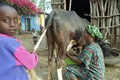 Portrait of at home cow milking Ethiopian woman