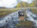 Portrait homeless brown dog stands on dirty road with an empty sign under the inscription on the neck and a friendly smile