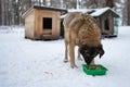 Homeless dog eating near dog house. feeding stray dog in winter with snow. Shaky and hungry dog from the cold in the forest.
