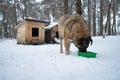 Homeless dog eating near dog house. feeding stray dog in winter with snow. Shaky and hungry dog from the cold in the forest.