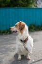 Portrait of a homeless dog looking for its new owner and hopes that it will have new life in a new home soon. Royalty Free Stock Photo