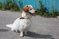 Portrait of a homeless dog looking for its new owner and hopes that it will have new life in a new home soon. Royalty Free Stock Photo