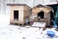 Portrait of homeless dog sitting inside dog house. Winter, snow. Shaky and hungry dog from the cold in the forest.