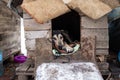 Portrait of homeless dog sitting inside dog house. Winter, snow. Shaky and hungry dog from the cold in the forest.