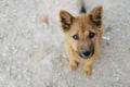 Portrait of Homeless dog, Stray dog, Vagrant dog sitting outside watching staring at camera.