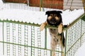 Portrait homeless dog which guards her house