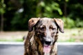 Portrait of a homeless happy dog in a road Royalty Free Stock Photo