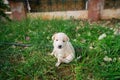 Portrait of homeless little puppy with sad eyes on green grass Royalty Free Stock Photo