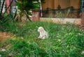 Portrait of homeless little puppy with sad eyes on green grass Royalty Free Stock Photo