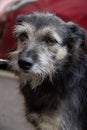 Portrait of a homeless, sad, black dog with a depressed look. Close-up of an abandoned dog that lives in a veterinary clinic Royalty Free Stock Photo