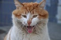 Portrait of a homeless white ginger cat with a grin Royalty Free Stock Photo