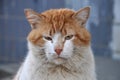 Portrait of a homeless white ginger cat with a grin Royalty Free Stock Photo