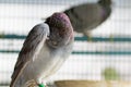 Portrait of homing pigeon preen feather in home loft Royalty Free Stock Photo