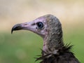 one Portrait of a Hooded vulture, Necrosyrtes monachus, with a bald head Royalty Free Stock Photo