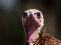 Portrait of Hooded Vulture Necrosyrtes monachus