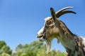 Portrait of horned and bearded goat outdoors Royalty Free Stock Photo