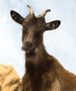 Portrait of horned brown funny goat