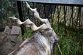 Portrait of a Horned goat, the Markhor, eating the green grass in the trough. Wildlife, mammals Royalty Free Stock Photo
