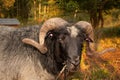 Portrait of horned ram from anfas. Royalty Free Stock Photo