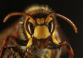 Portrait of a hornet Royalty Free Stock Photo