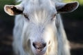 Portrait of hornless white goat male in the domestic animal farm Royalty Free Stock Photo