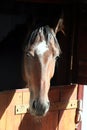 Portrait horse Royalty Free Stock Photo