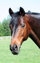 Portrait horse Royalty Free Stock Photo