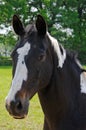 Portrait of a horse