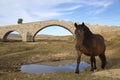 Portrait of a horse against blue sky Royalty Free Stock Photo