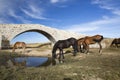 Portrait of a horse against blue sky