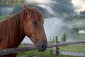 Portrait of a horse, on a background of green misty mountains in the morning at sunrise