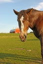 Portrait of a horse with a barn in the background