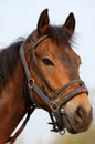 Portrait of horse in bay color