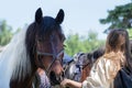 Portrait of a horse with a black-and-white mane, which is held by the bridle by a girl, turning away. Selective Focus Royalty Free Stock Photo