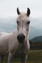 Portrait of a horse: beautiful, female, white or grey arabian horse in country house. Farm life Royalty Free Stock Photo