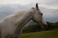 Portrait of a horse: beautiful, female, white or grey arabian horse in country house. Farm life Royalty Free Stock Photo