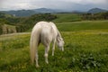 Portrait of a horse: beautiful, female, white or grey arabian horse in country house. Farm life Royalty Free Stock Photo