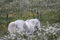 Portrait of a horse: beautiful, female, white or grey arabian horse in country house. Farm life Royalty Free Stock Photo