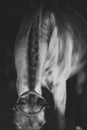 Portrait of horse on black background isolated