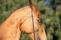 Portrait of horse with blue eye of Akhalteke breed. close up