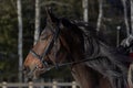 Portrait of a horse in a bridle on a sunny winter day Royalty Free Stock Photo