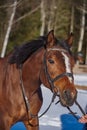 Portrait of a horse in a bridle on a sunny winter day Royalty Free Stock Photo